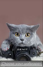 Скачать Cute Cat Wallpaper HD (Полная версия) на Андроид