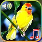 Скачать Птицы звучат мелодии и обои (Полная версия) на Андроид