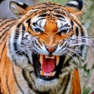 Скачать Тигры Обои (Полная версия) на Андроид